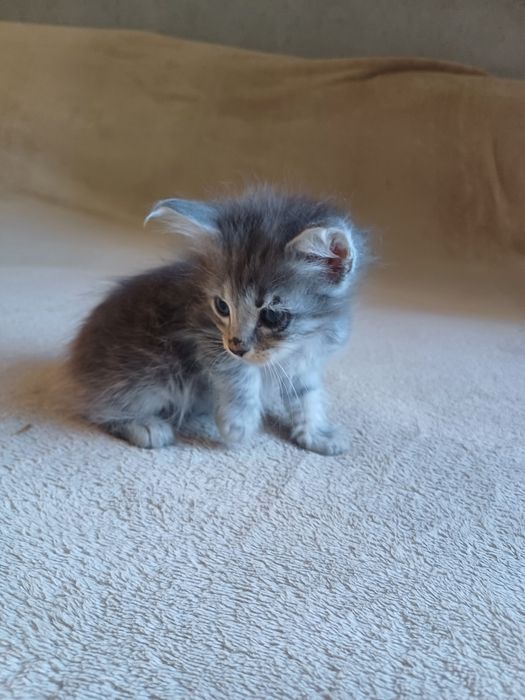 віддам кошенят в хороші руки