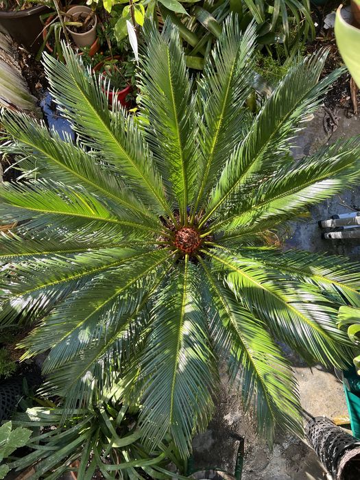 Cycas revoluta fantástica