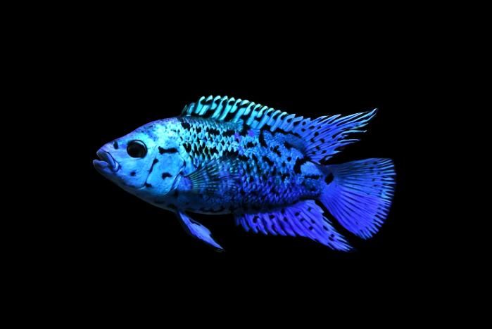 Цихлазома Блю Демпси Rocio Octofasciata Blue Jack Dempsey