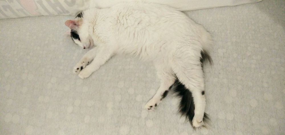 2 Gatos Adultos Esterilizados para Adoção Responsável – Seixal