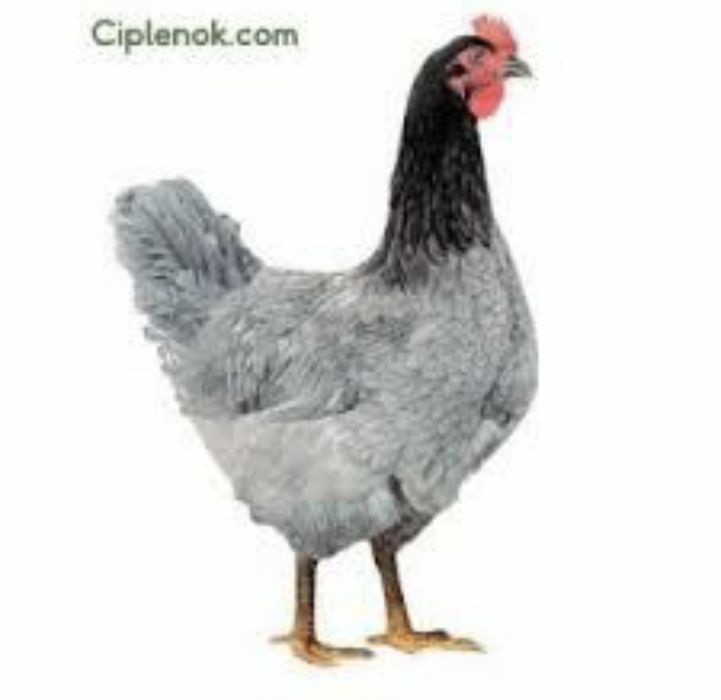 Домінант блакитний інкубаційні яйця