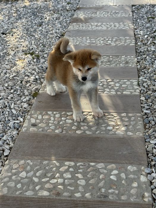 Akita Inu Japonês Fêmea - Linha Argentina e Russa