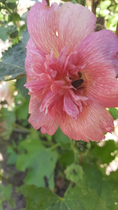 Продам насіння мальви