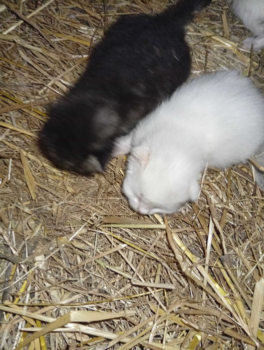 Gatinhas para doar