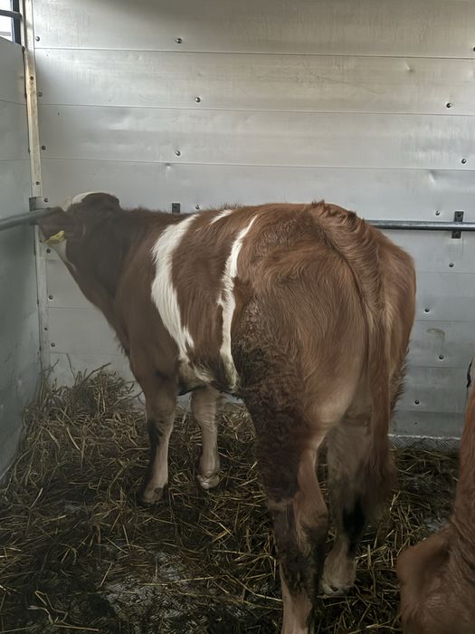 Skup cieląt byczki jałówki żarłaki
