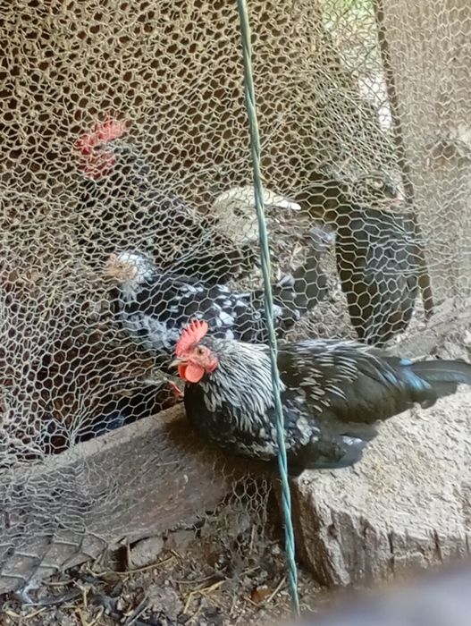 Vendo casal garnizos novos