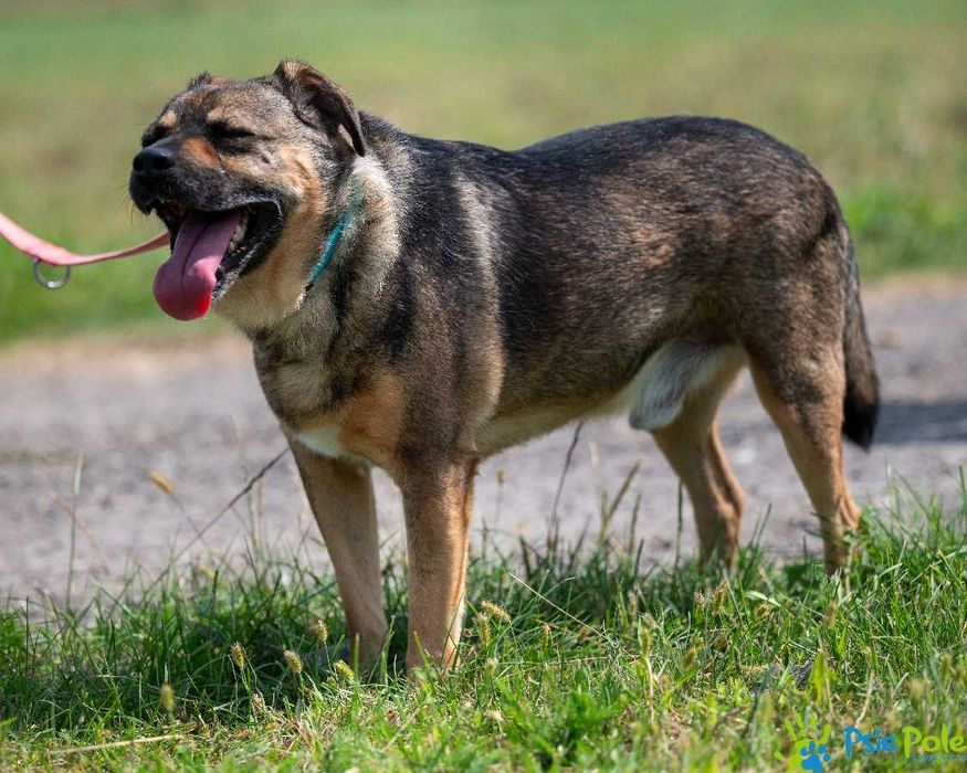 Kontaktowy psiak GENIUSZ czeka na adopcję