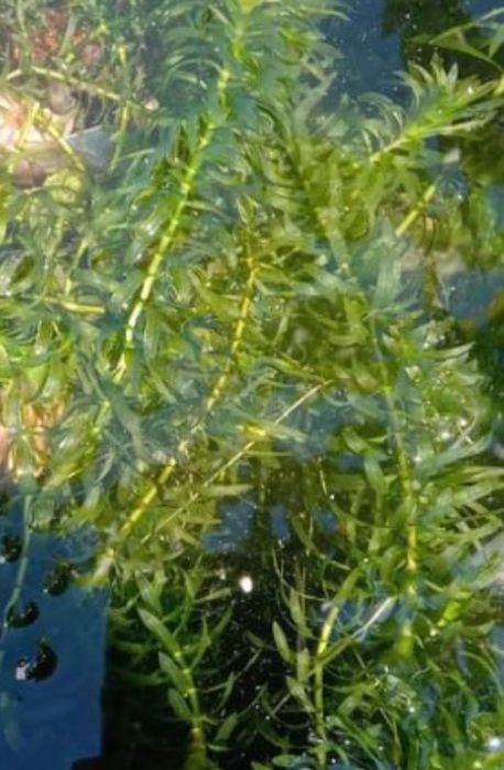 Disponíveis  plantas para lagos