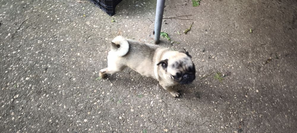 Pug carlin criado em ambiente familiar disponível para entrega imediat