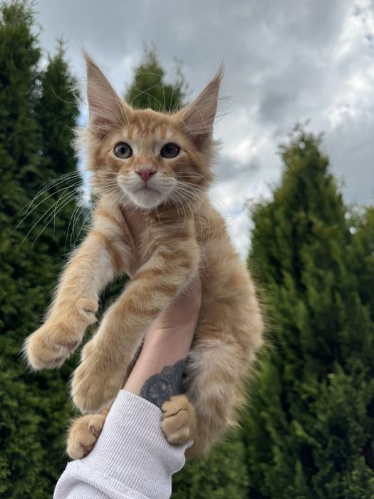 Мейн-Кун Мальчик Львенок Огненный,котята