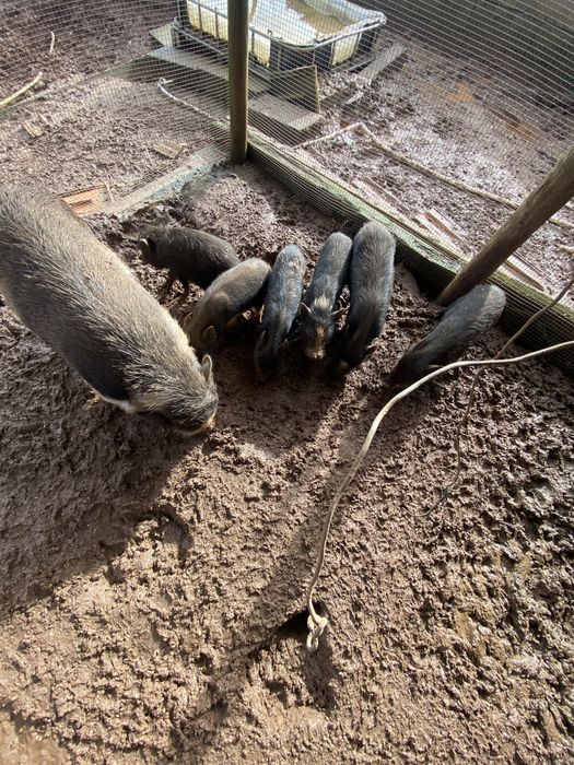 Mini pigs todos juntos ou em separado