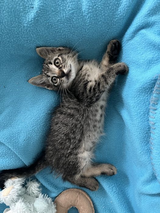 gatinho adoção responsável