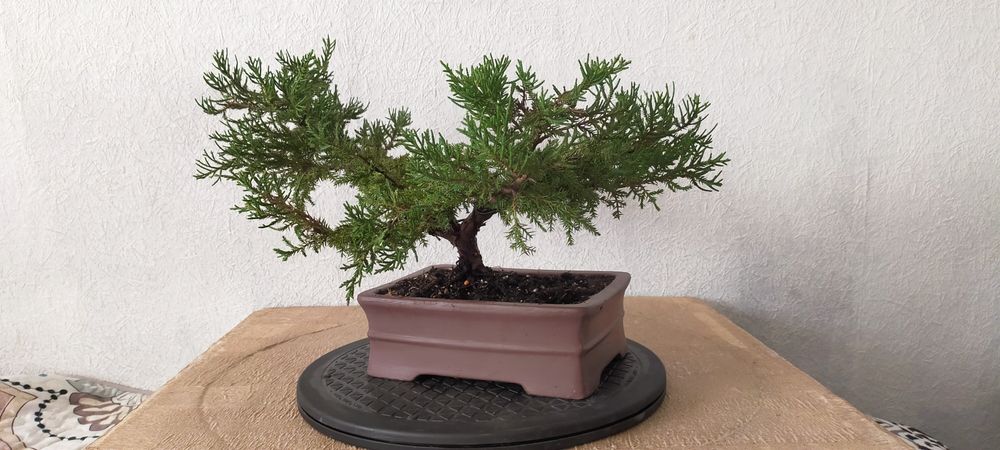 Підрощений бонсай