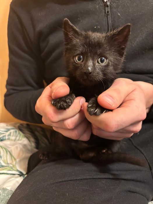 Karolek, kocurek do adopcji