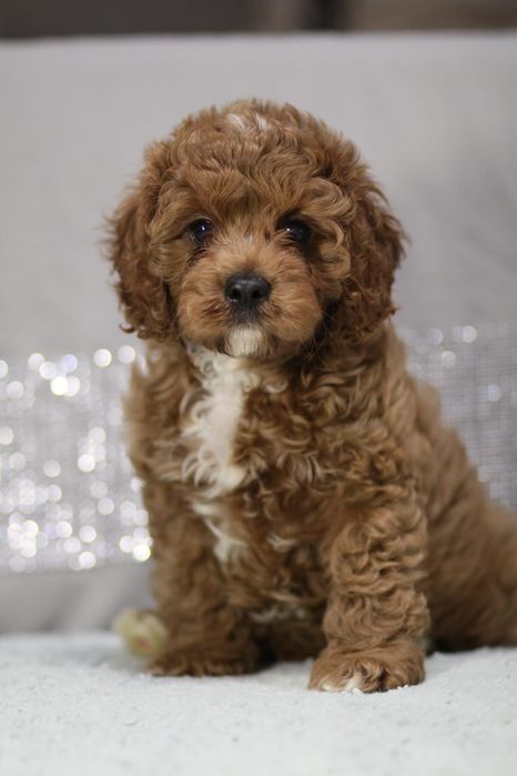 ***Śliczny Cavapoo**