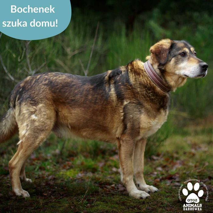 Bochenek szuka cierpliwego opiekuna!