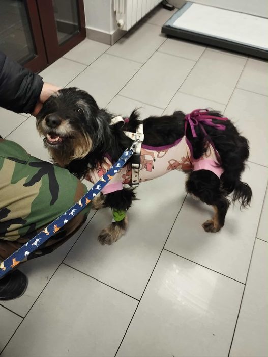 Figga śliczna sunieczka do adopcji