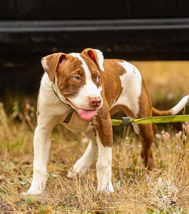 American Red Irish Red Nose Old Family Pitbull Bully Red Nose