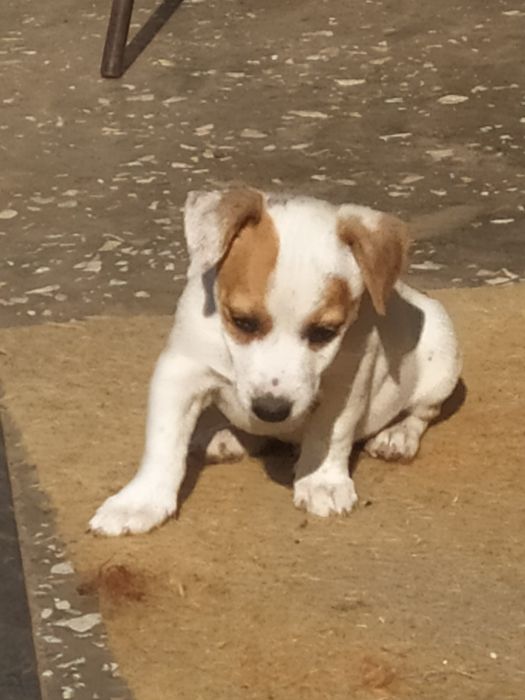 Джек Рассел тер'єр