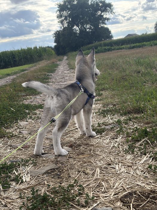 Piesek Syberian Husky
