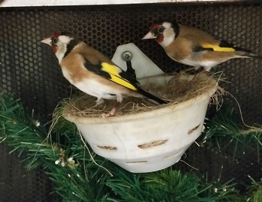 Bom casal pronto a criar  aceito troca