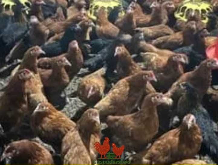 Kury Rosa Leghorn Dominant Lohman Greenshe