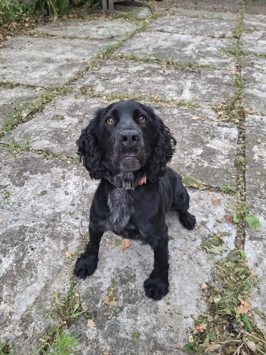 В'язка російського спаніеля