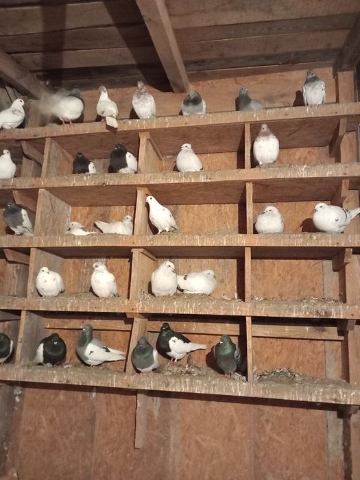 Sprzedam gołębie widoczne na zdjęciach
