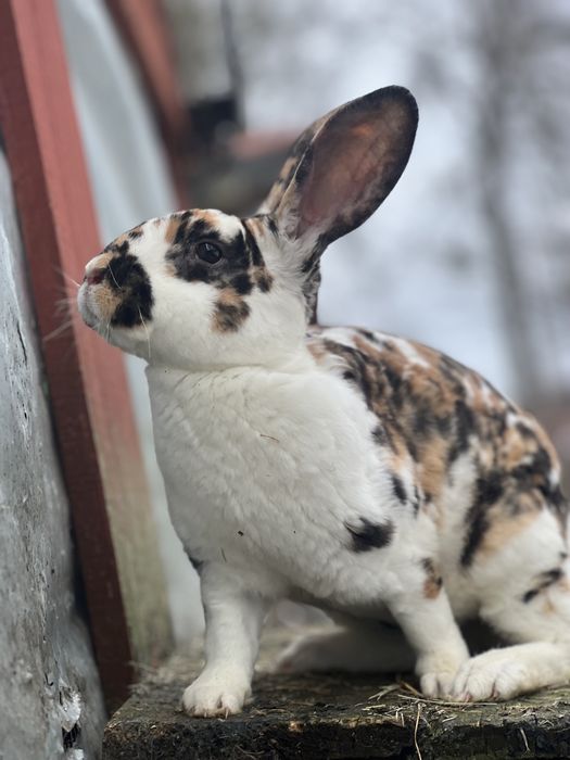 Samiec rex reks trojbarwny gepard