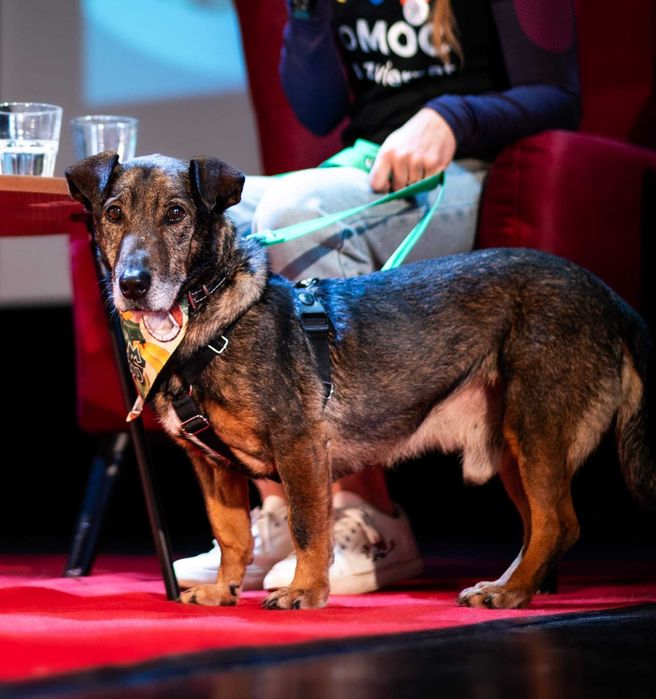 Bolek - uroczy, mądry, spokojny psiak do adopcji.