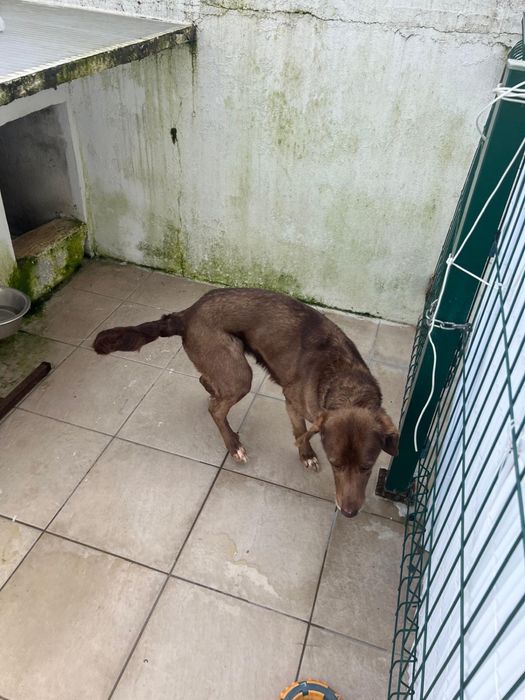 Cadela com 8 anos