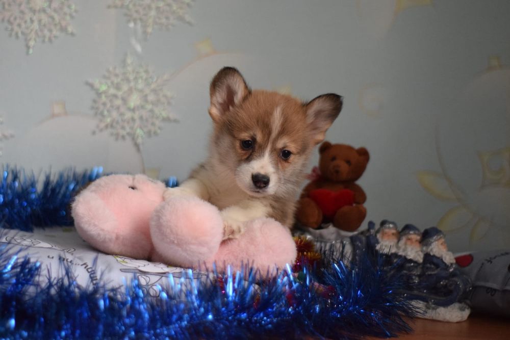 Чистокровні дівчатка і хлопчики Коргі Пемброк