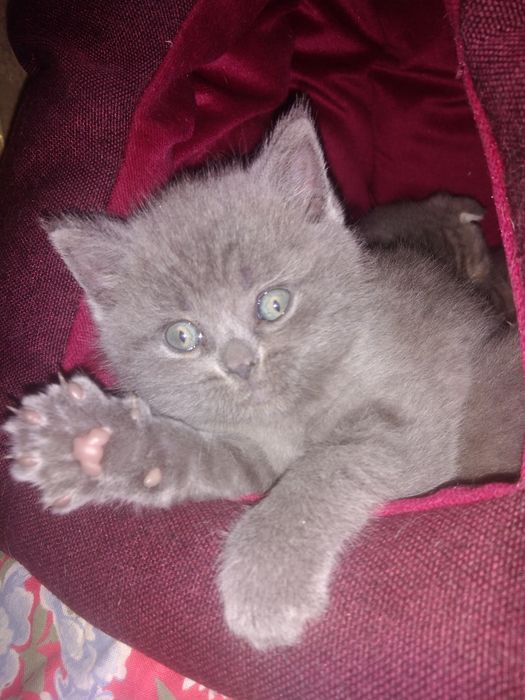 Шотландські кошенята