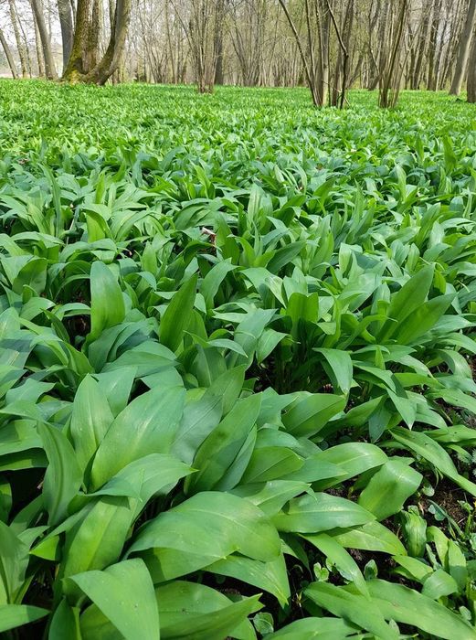 Codziennie zbierany Czosnek niedźwiedzi