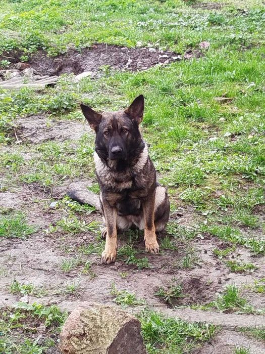 Щенки (метис) Немецкой овчарки ,служебного собаководства !!!