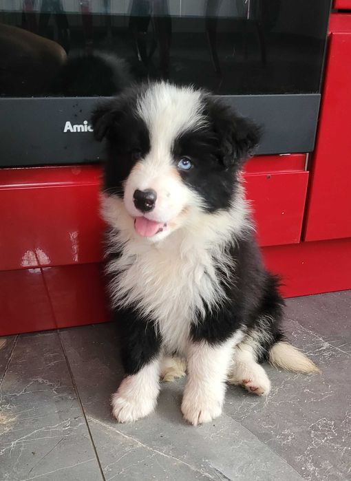 Border collie z meteyka Fci