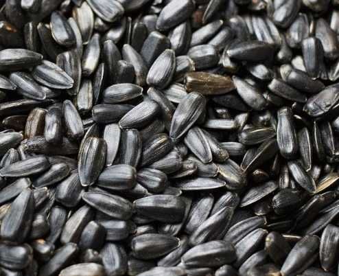 Sorgo suche - polskie