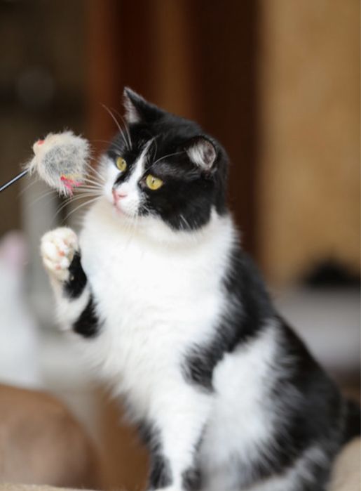 Забавный милый котенок Пельмень 2 года, красивый и ласковый, маленький