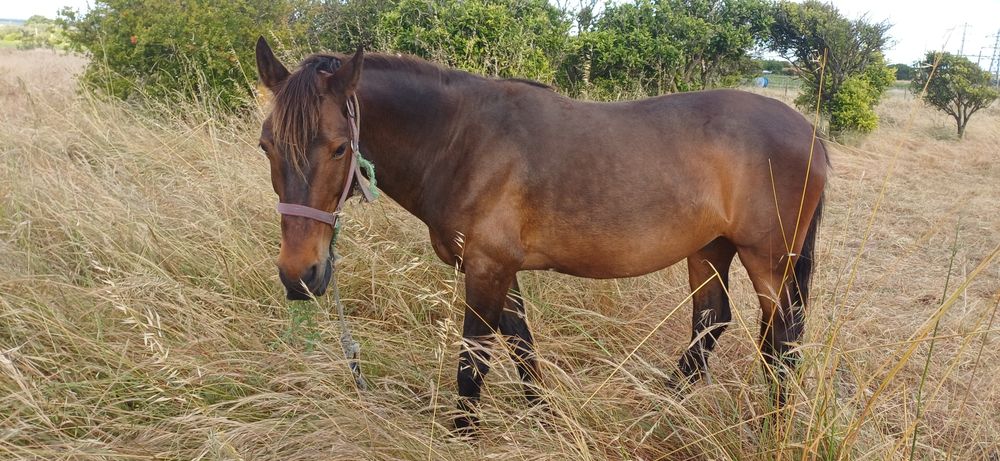Cavalo montado e engatado