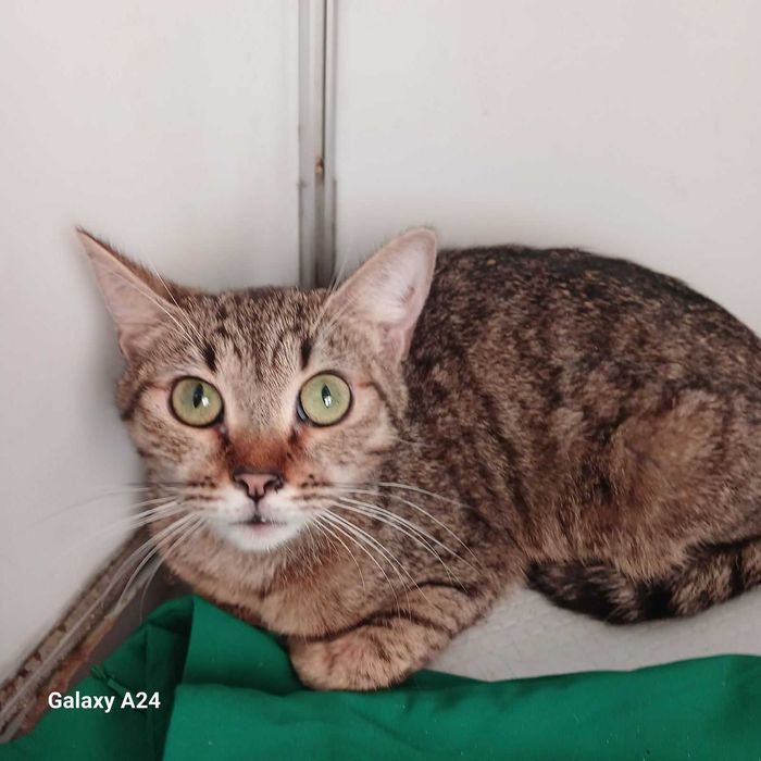 Кицюня в клітці ветеринарної клініки шукає домівку