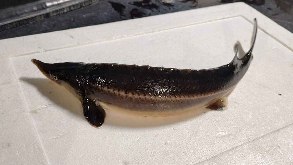 Стерлядь (осетровий вид) самки та самці