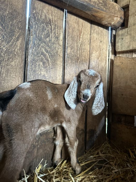 Kózki oraz koziołki anglonubijskie