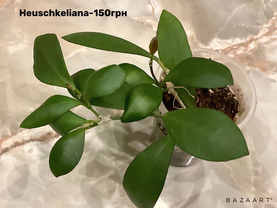 Хойя  сорта Дисхидия