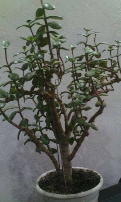 Толстянка(денежное дерево)