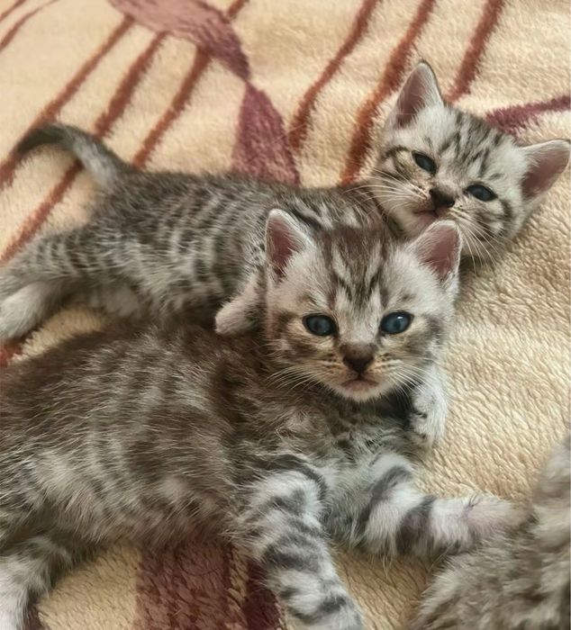 Шотландські коти