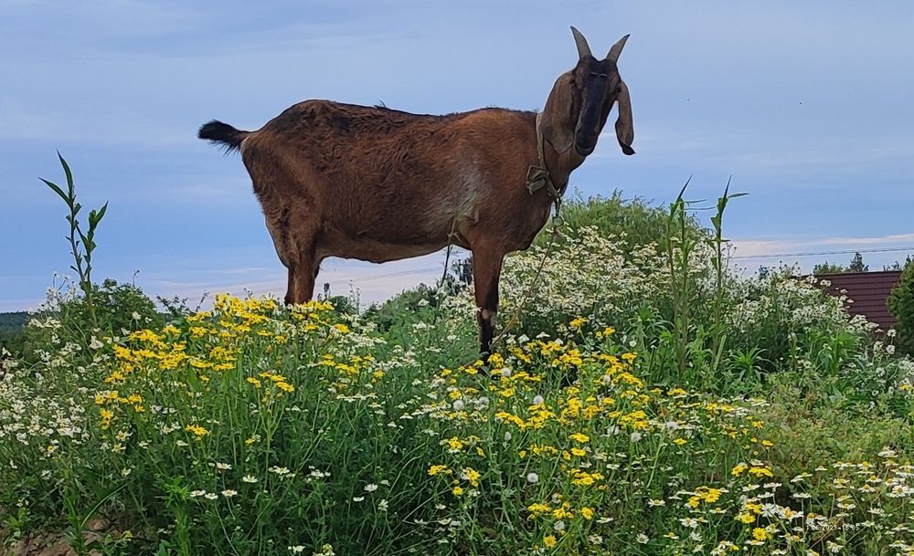 Mleko kozie pyszne, świeże