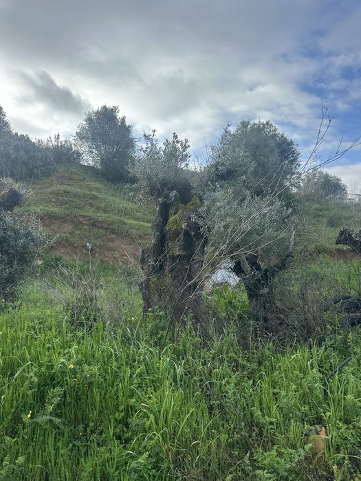 oliveiras centenarias grandes