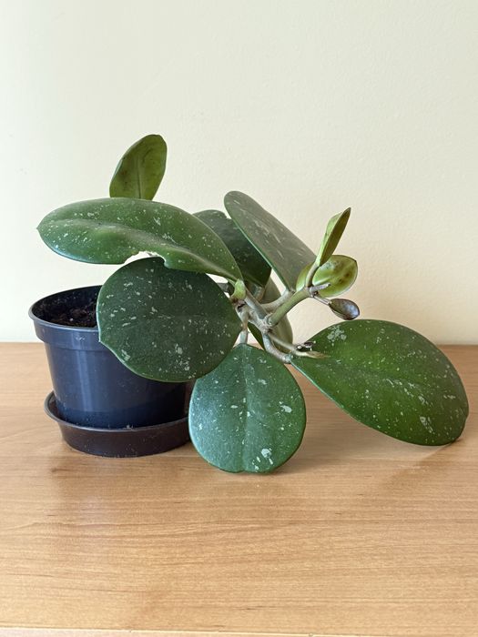 Hoya hoja obovata aktywnie rosnąca