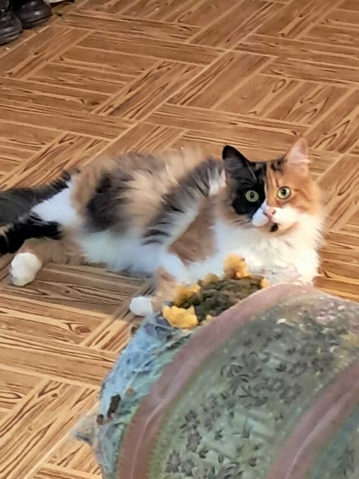 Gatinhos para adopção responsável