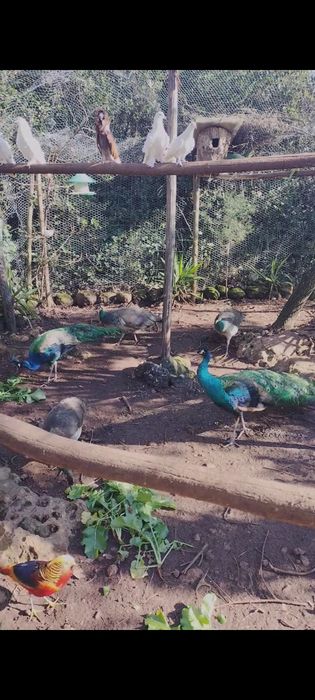 Pavões e pavoas adultas